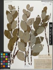 Foto von Salix myrsinifolia Salisb.
